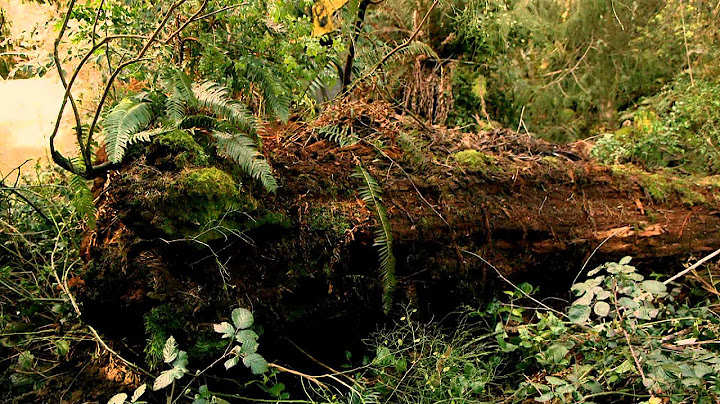 Redwood Kings (2013)